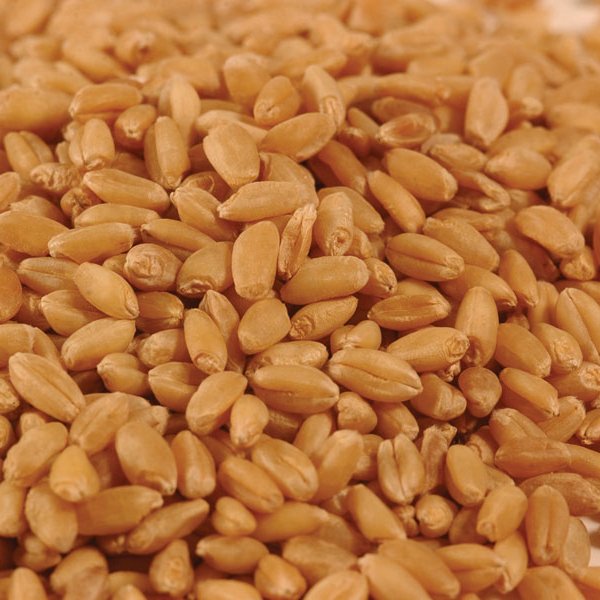 пшеница продовольственная
