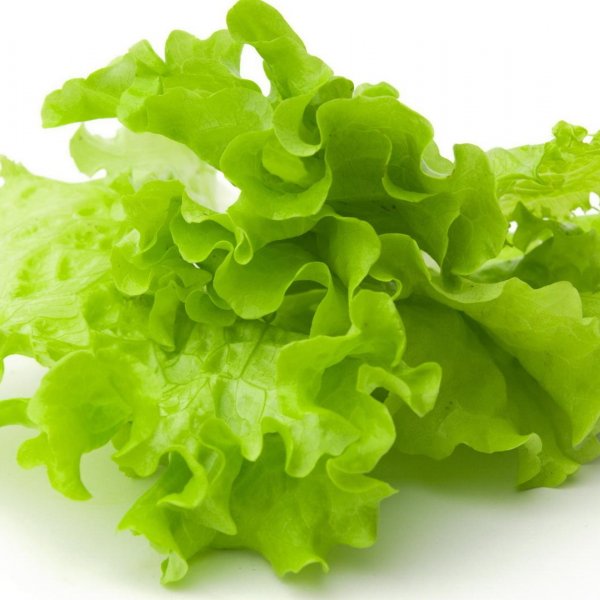 Микрозелень салата