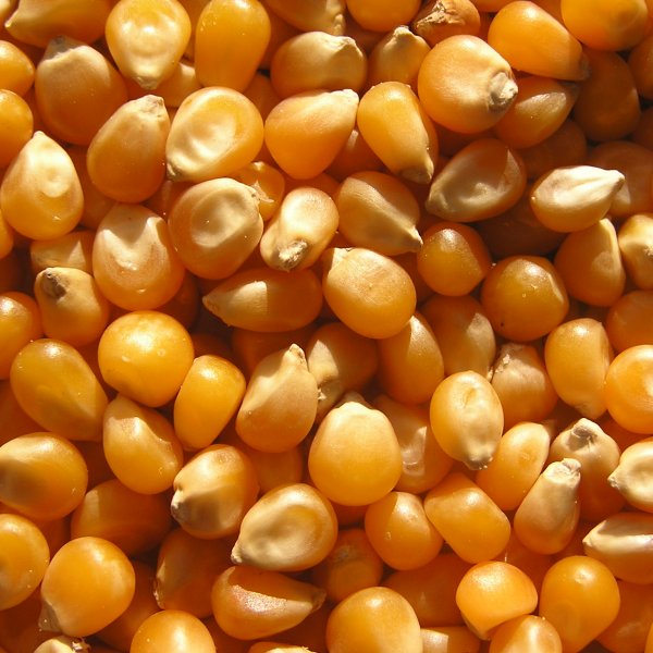 Кукуруза, цена 8800 р. без НДС, объем 1000 т.