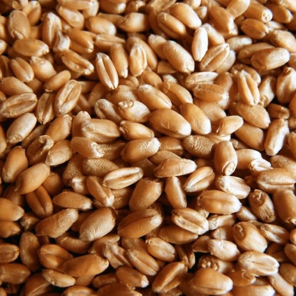 пшеница мягкая 3класс