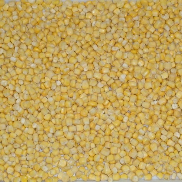 Кукуруза в початках, зерно (Индия)