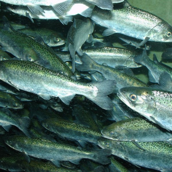 Икра лососевых дальневосточных рыб (Нерка). Вылов 2016 года