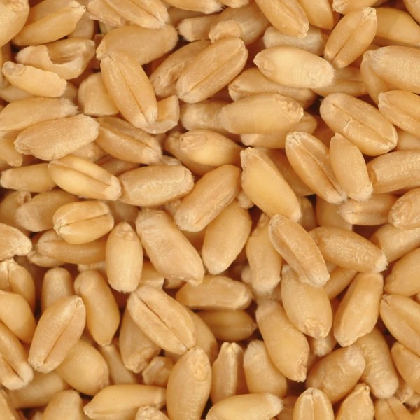 Зерносмесь(Суржа) 68%-пшеница, 32%-рожь
