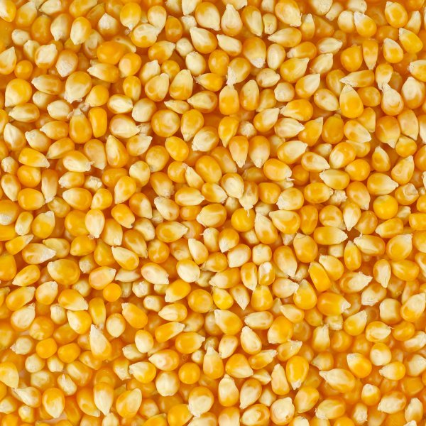 Кукуруза зерновая 17%