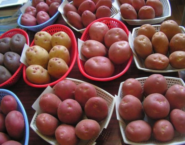 семенной картофель из Беларуси по всей России