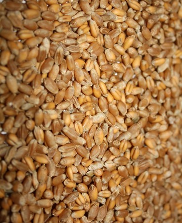 Пшеница крупная горновка