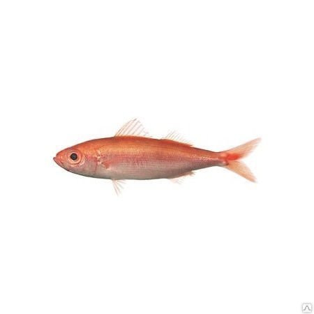 Рыба красноглазка неразделанная, 300+
