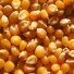 Кукуруза, цена 8800 р. без НДС, объем 1000 т. в Ярославле