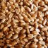 пшеница в Рязани