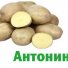 Картофель Антонина