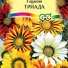 Гацания Триада крупноцветковая Гав в России