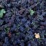 Виноградные листья "Арени Фуд", 1000 г