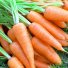 Морковь в России