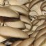 Вешенки свежие грибы купить оптом и в розницу в Ярославле