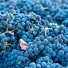 Продам виноград сорт "Тайфи" в России
