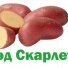 Картофель Рэд Скарлетт в Новосибирске